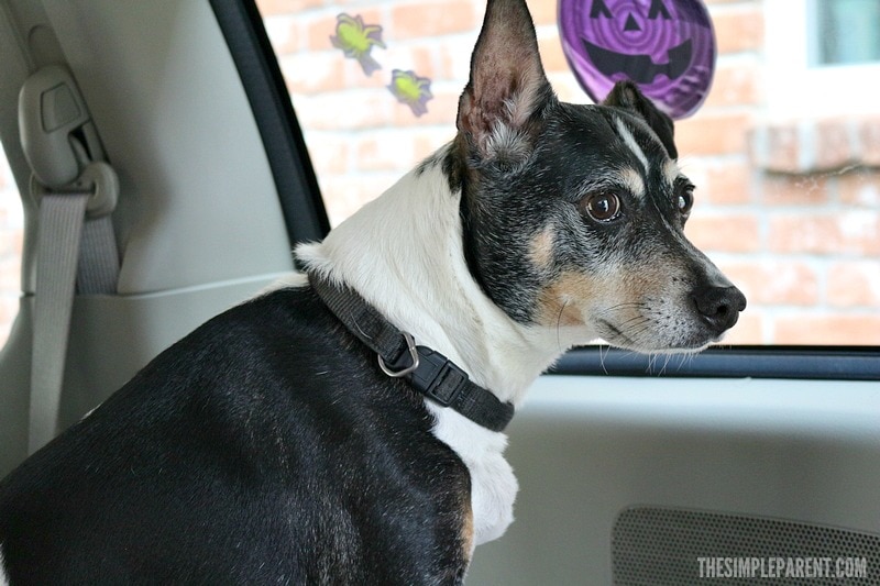 Get prepared with easy dog car travel safety tips!