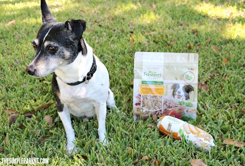 Is your dog a picky eater? Check out our dog feeding guide with tips to get your pup to eat!