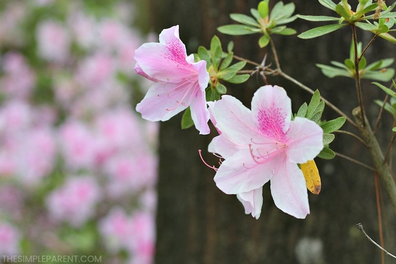 Spring flowers bring sweet smells alive and can be the best air freshener for home!