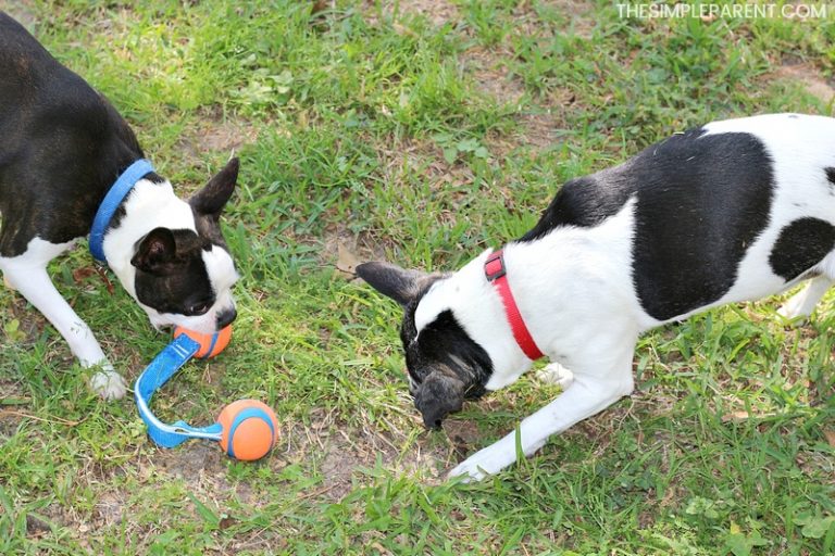 Changing Dog Food in 10 Days to Help Your Dog Feel Great