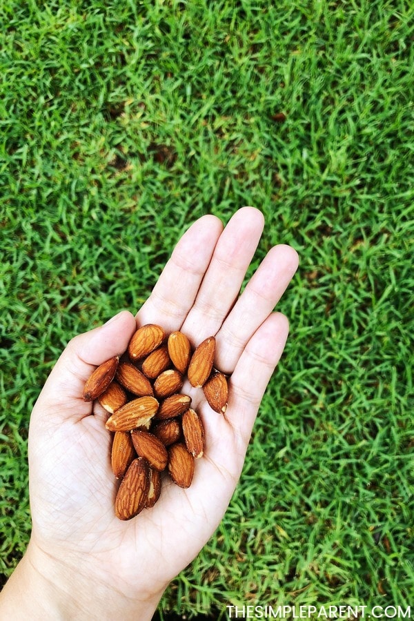 Handful of almonds outside in the grass