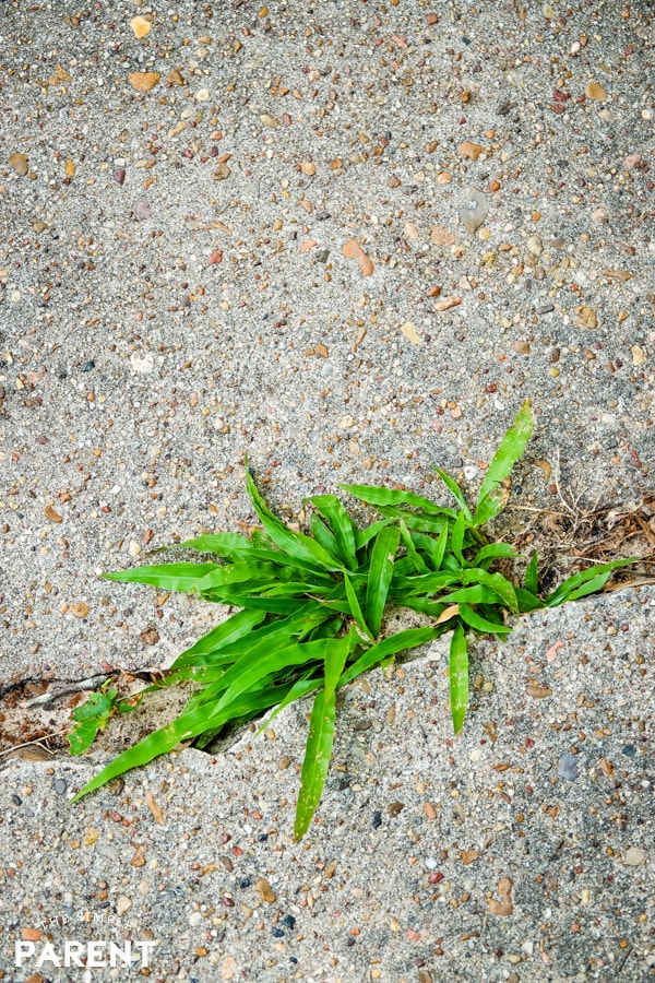 Weed growing in the sidewalk crack