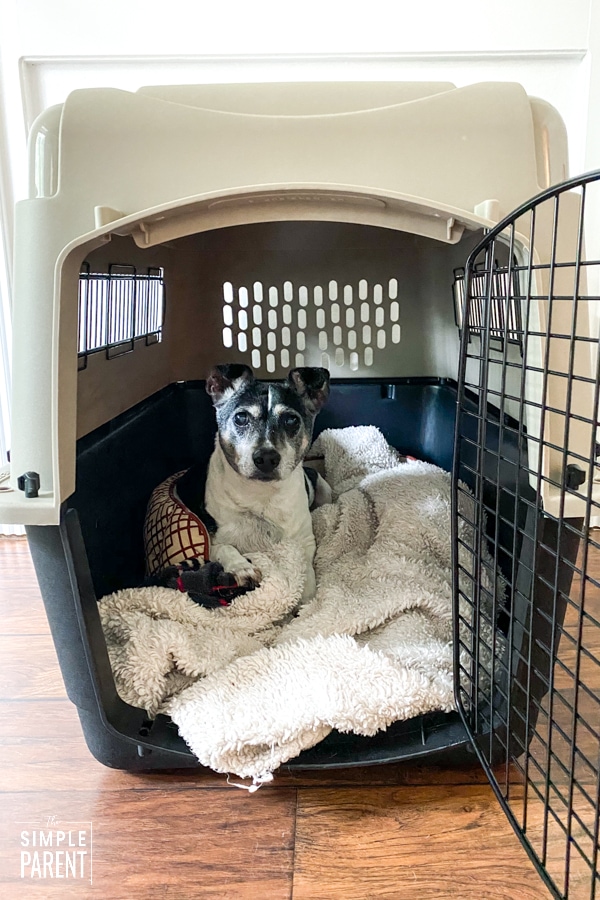 Rat terrier laying in a dog kennel