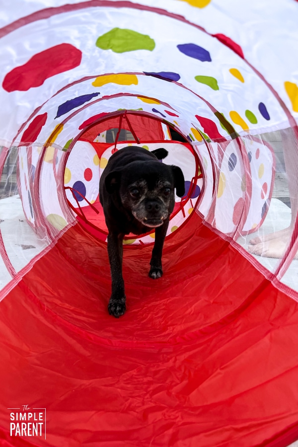 Chug dog walking through tunnel toy