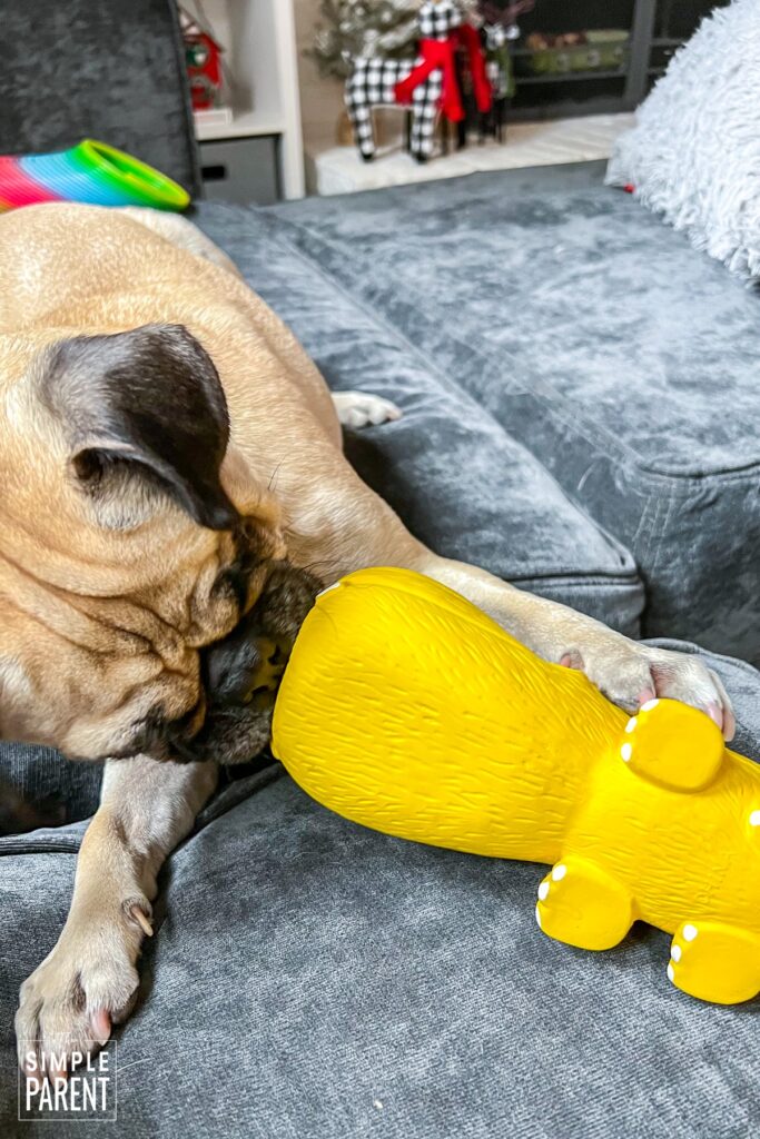 Dog playing with yellow dog toy on gray couch